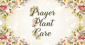 prayer plant care
